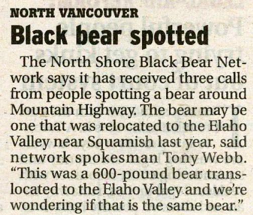 bear on Mt. Highway